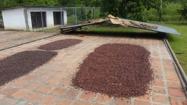 drying protocol